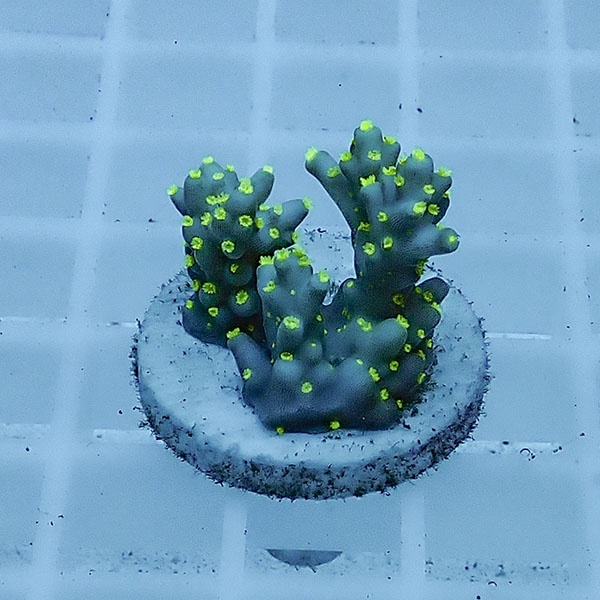 【サンゴ現物108】ミドリイシ フラグ !15時までのご注文で当日発送 【ミドリイシ】