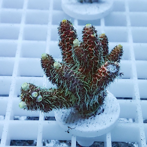 【サンゴ現物10】ミドリイシ フラグ !15時までのご注文で当日発送 【ミドリイシ】