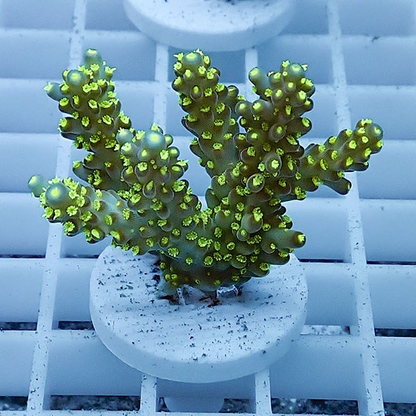 【サンゴ現物11】ミドリイシ フラグ !15時までのご注文で当日発送 【ミドリイシ】