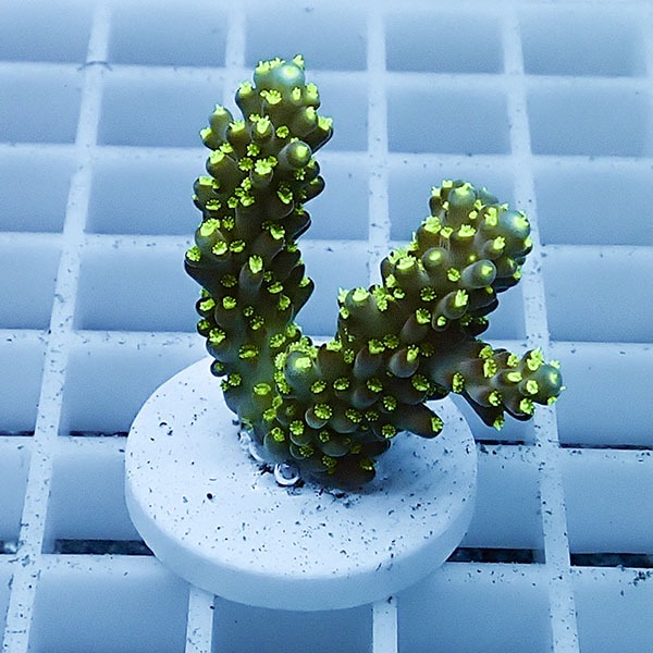 【サンゴ現物12】ミドリイシ フラグ !15時までのご注文で当日発送 【ミドリイシ】