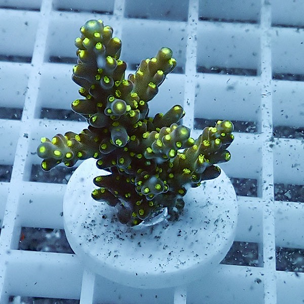 【サンゴ現物13】ミドリイシ フラグ !15時までのご注文で当日発送 【ミドリイシ】