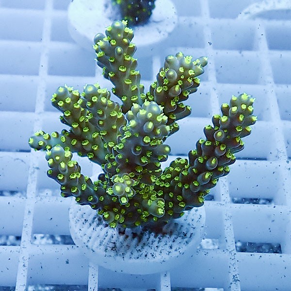 【サンゴ現物14】ミドリイシ フラグ !15時までのご注文で当日発送 【ミドリイシ】