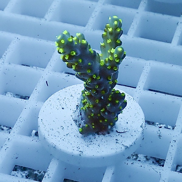 【サンゴ現物15】ミドリイシ フラグ !15時までのご注文で当日発送 【ミドリイシ】