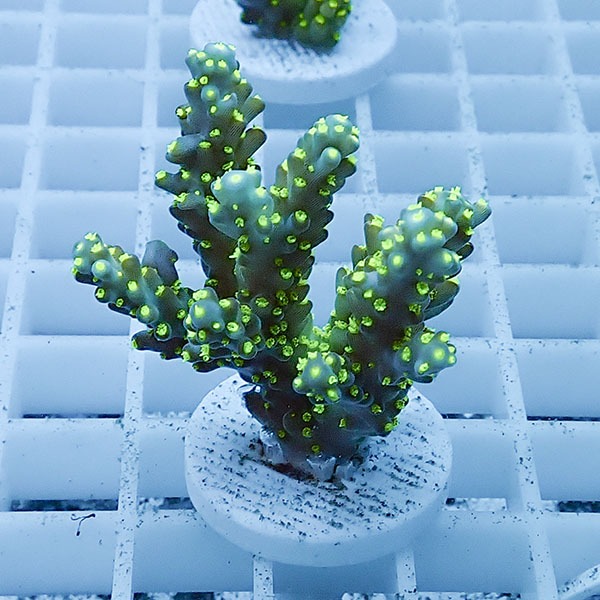 【サンゴ現物16】ミドリイシ フラグ !15時までのご注文で当日発送 【ミドリイシ】