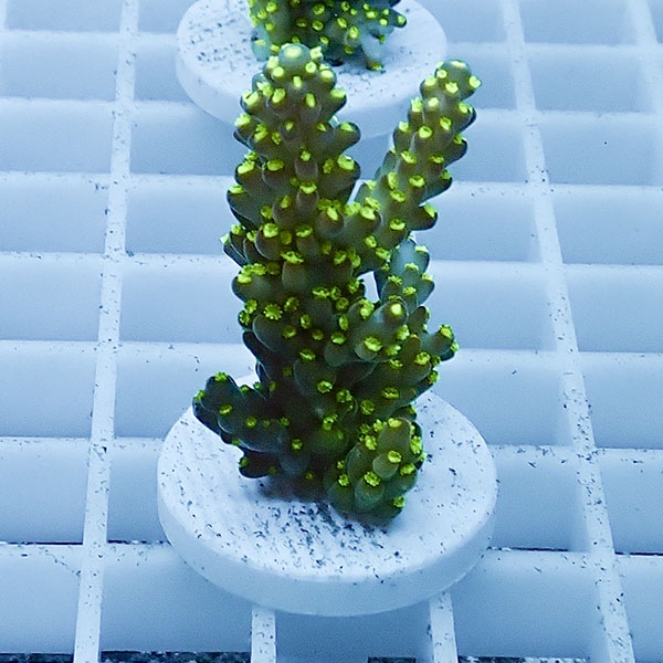 【サンゴ現物17】ミドリイシ フラグ !15時までのご注文で当日発送 【ミドリイシ】