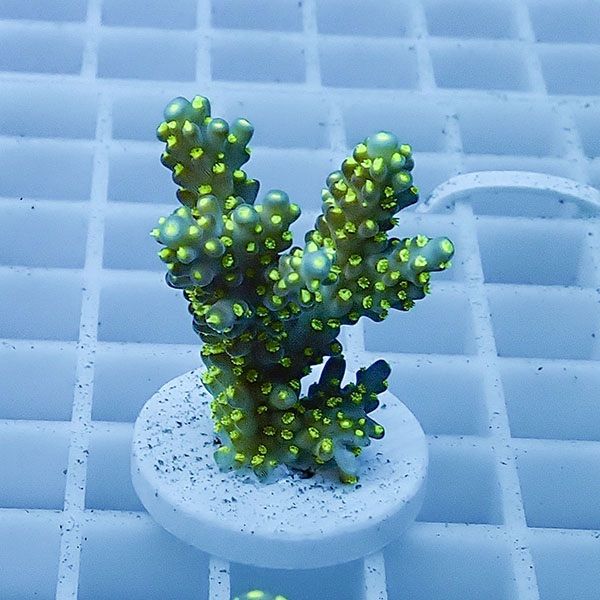 【サンゴ現物18】ミドリイシ フラグ !15時までのご注文で当日発送 【ミドリイシ】