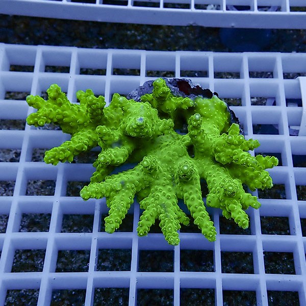 【サンゴ現物101】ミドリイシ !15時までのご注文で当日発送 【ミドリイシ】(t214