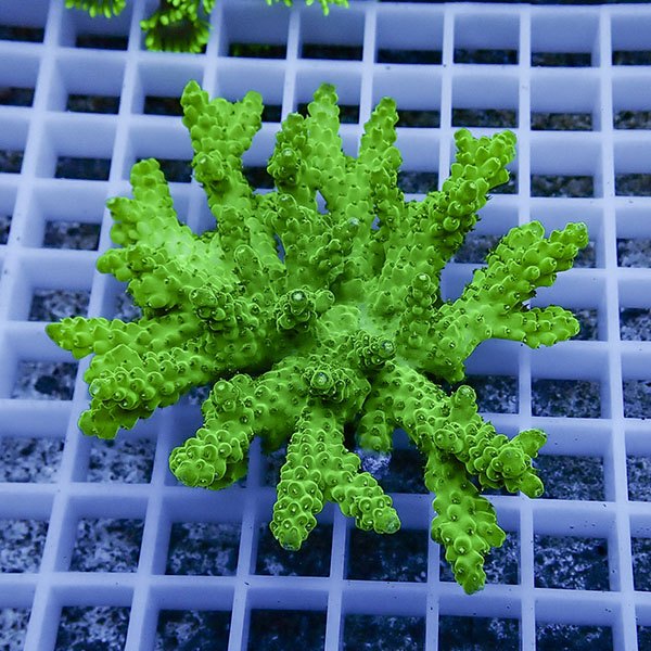 【サンゴ現物102】ミドリイシ !15時までのご注文で当日発送 【ミドリイシ】(t214