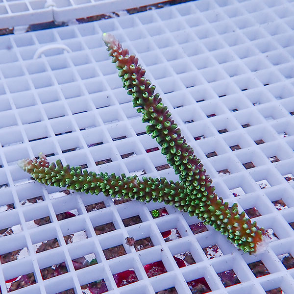 【サンゴ現物104】ミドリイシ !15時までのご注文で当日発送 【ミドリイシ】(t214