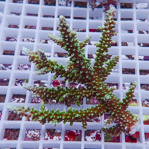 【サンゴ現物105】ミドリイシ !15時までのご注文で当日発送 【ミドリイシ】(t214