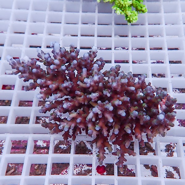 【サンゴ現物106】ミドリイシ !15時までのご注文で当日発送 【ミドリイシ】(t214