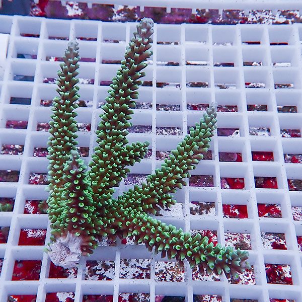 【サンゴ現物108】ミドリイシ !15時までのご注文で当日発送 【ミドリイシ】(t214