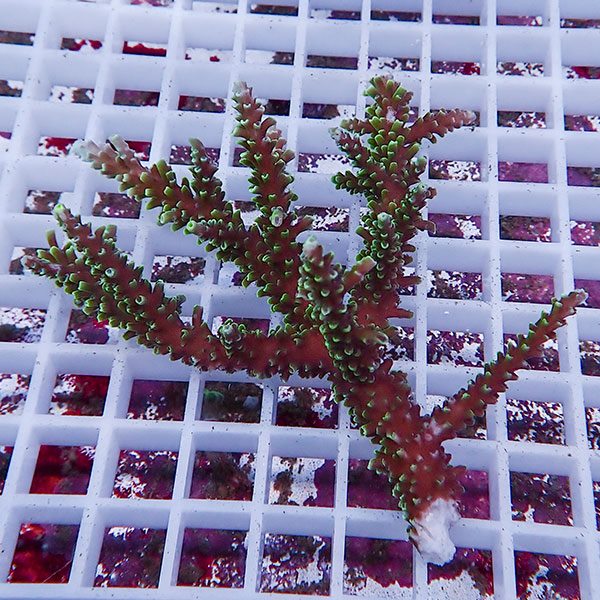 【サンゴ現物109】ミドリイシ !15時までのご注文で当日発送 【ミドリイシ】(t214