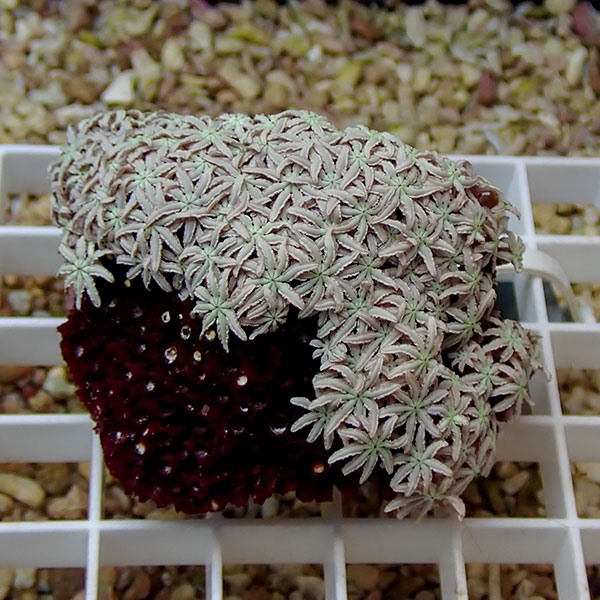 【サンゴ現物12】トンガ産クダサンゴ !15時までのご注文で当日発送(t237