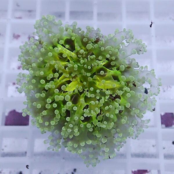 【サンゴ現物42】sale品 ホンタコアシサンゴ !15時までのご注文で当日発送 【サンゴ】(t138