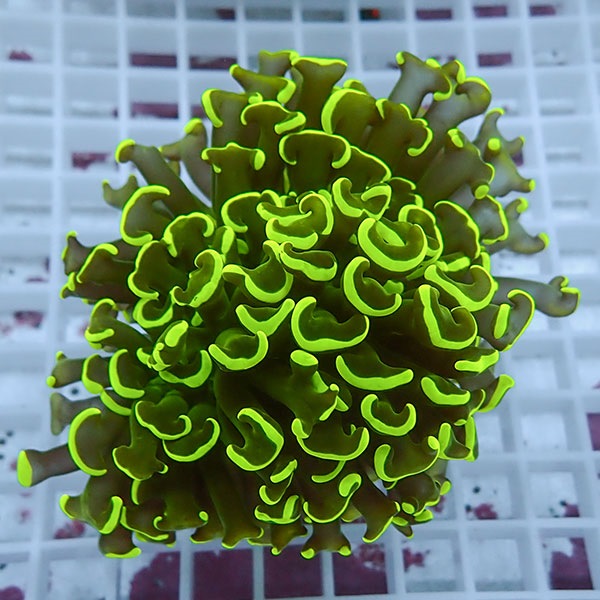 【サンゴ現物106】ナガレハナサンゴ!15時までのご注文で当日発送 【サンゴ】(t136