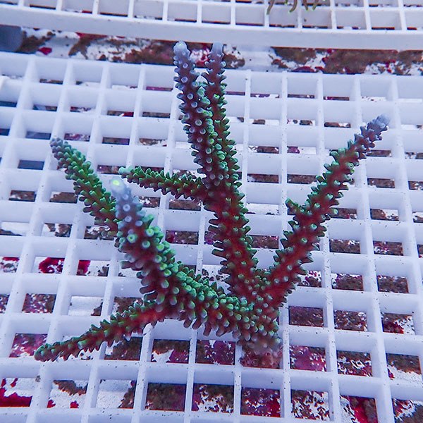 【サンゴ現物110】ミドリイシ !15時までのご注文で当日発送 【ミドリイシ】(t214