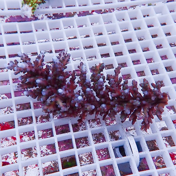 【サンゴ現物111】ミドリイシ !15時までのご注文で当日発送 【ミドリイシ】(t214