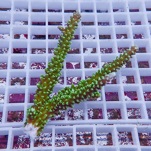 【サンゴ現物112】ミドリイシ !15時までのご注文で当日発送 【ミドリイシ】(t214