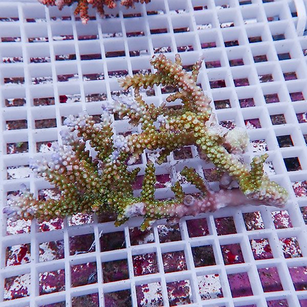 【サンゴ現物114】ミドリイシ !15時までのご注文で当日発送 【ミドリイシ】(t214