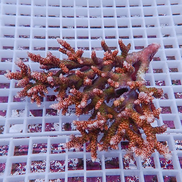 【サンゴ現物115】ミドリイシ !15時までのご注文で当日発送 【ミドリイシ】(t214