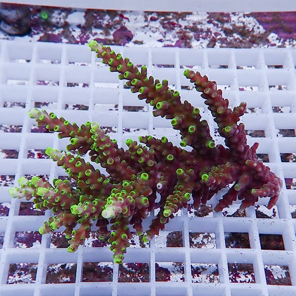 【サンゴ現物116】ミドリイシ !15時までのご注文で当日発送 【ミドリイシ】(t214