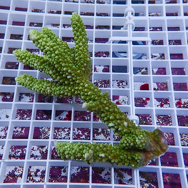 【サンゴ現物117】ミドリイシ !15時までのご注文で当日発送 【ミドリイシ】(t214