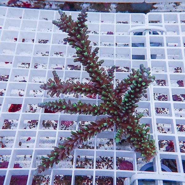 【サンゴ現物118】ミドリイシ !15時までのご注文で当日発送 【ミドリイシ】(t214