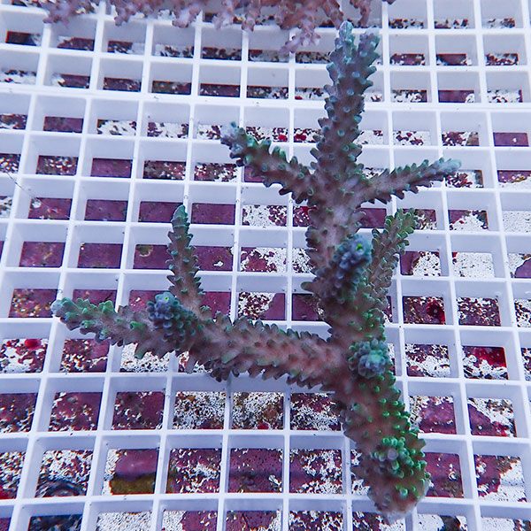 【サンゴ現物120】ミドリイシ !15時までのご注文で当日発送 【ミドリイシ】(t214