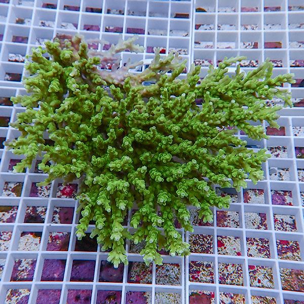 【サンゴ現物122】ミドリイシ !15時までのご注文で当日発送 【ミドリイシ】(t214