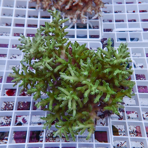 【サンゴ現物123】ミドリイシ !15時までのご注文で当日発送 【ミドリイシ】(t214