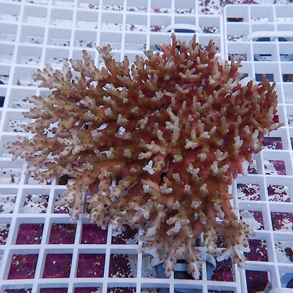 【サンゴ現物124】ミドリイシ !15時までのご注文で当日発送 【ミドリイシ】(t214