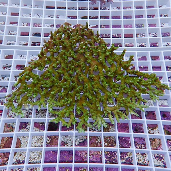 【サンゴ現物125】ミドリイシ !15時までのご注文で当日発送 【ミドリイシ】(t214