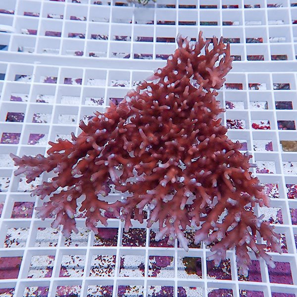 【サンゴ現物126】ミドリイシ !15時までのご注文で当日発送 【ミドリイシ】(t214