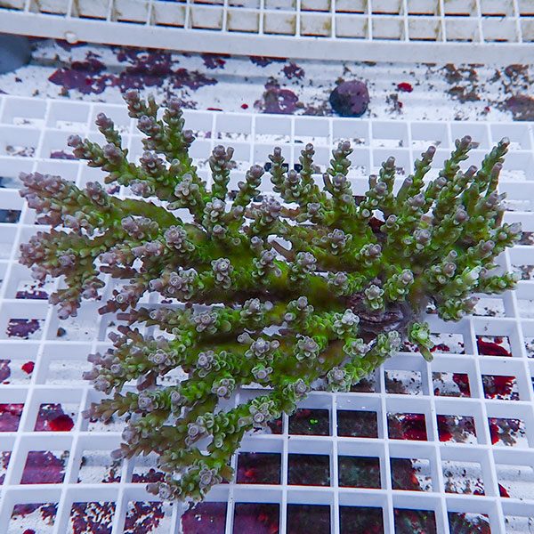 【サンゴ現物127】ミドリイシ !15時までのご注文で当日発送 【ミドリイシ】(t214