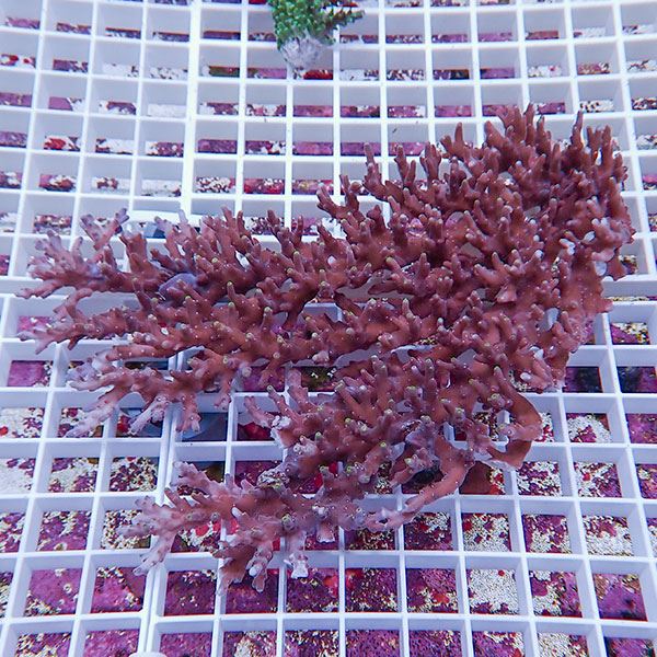 【サンゴ現物128】ミドリイシ !15時までのご注文で当日発送 【ミドリイシ】(t214