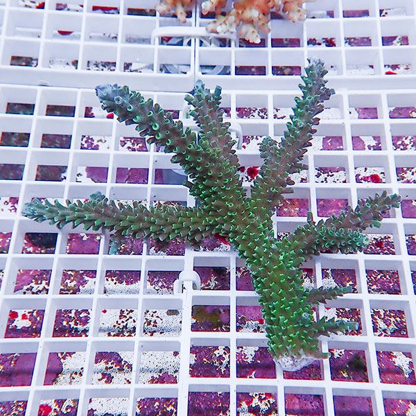 【サンゴ現物129】ミドリイシ !15時までのご注文で当日発送 【ミドリイシ】(t214