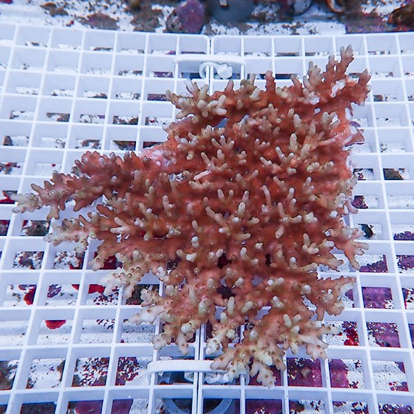 【サンゴ現物130】ミドリイシ !15時までのご注文で当日発送 【ミドリイシ】(t214