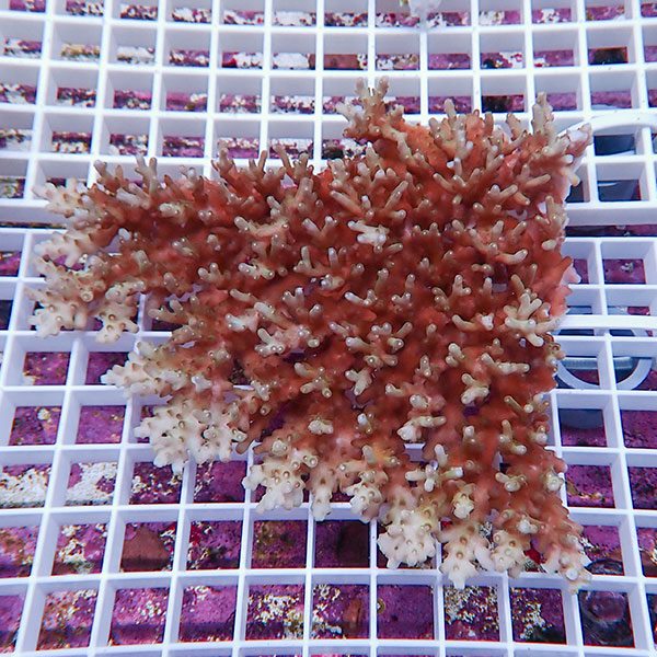 【サンゴ現物131】ミドリイシ !15時までのご注文で当日発送 【ミドリイシ】(t214