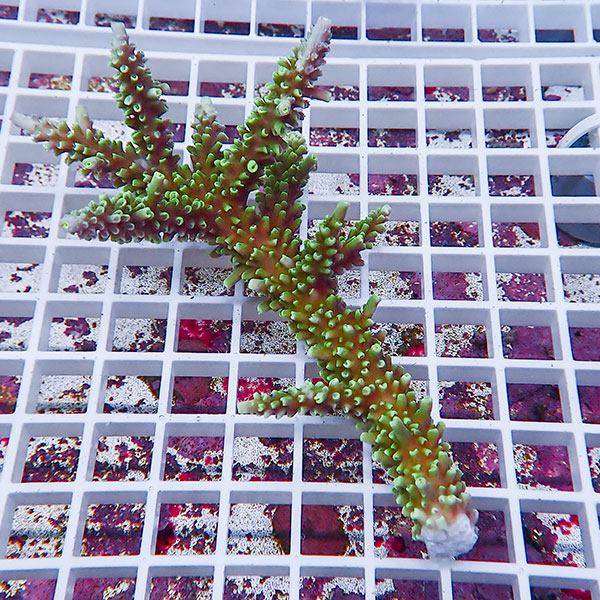 【サンゴ現物132】ミドリイシ !15時までのご注文で当日発送 【ミドリイシ】(t214