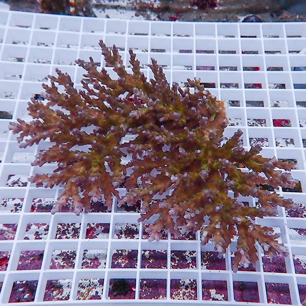 【サンゴ現物133】ミドリイシ !15時までのご注文で当日発送 【ミドリイシ】(t214