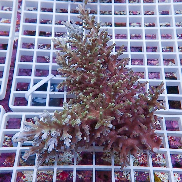 【サンゴ現物134】ミドリイシ !15時までのご注文で当日発送 【ミドリイシ】(t214