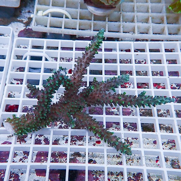 【サンゴ現物136】ミドリイシ !15時までのご注文で当日発送 【ミドリイシ】(t214