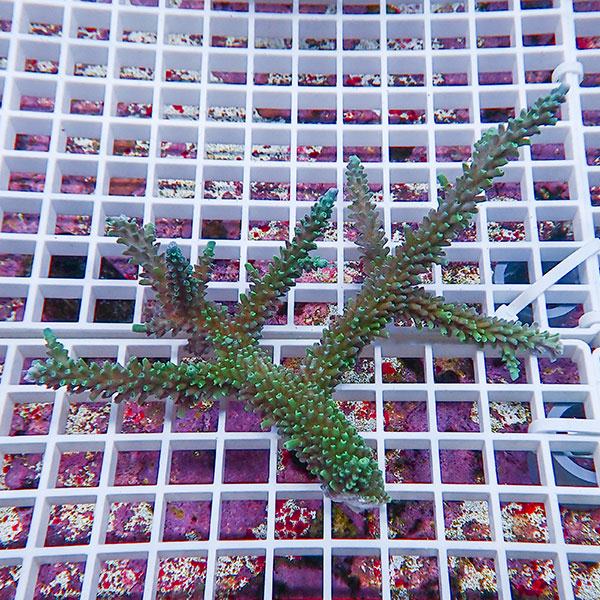 【サンゴ現物137】ミドリイシ !15時までのご注文で当日発送 【ミドリイシ】(t214