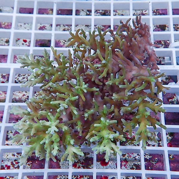 【サンゴ現物138】ミドリイシ !15時までのご注文で当日発送 【ミドリイシ】(t214