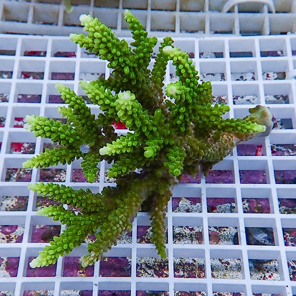 【サンゴ現物139】ミドリイシ !15時までのご注文で当日発送 【ミドリイシ】(t214