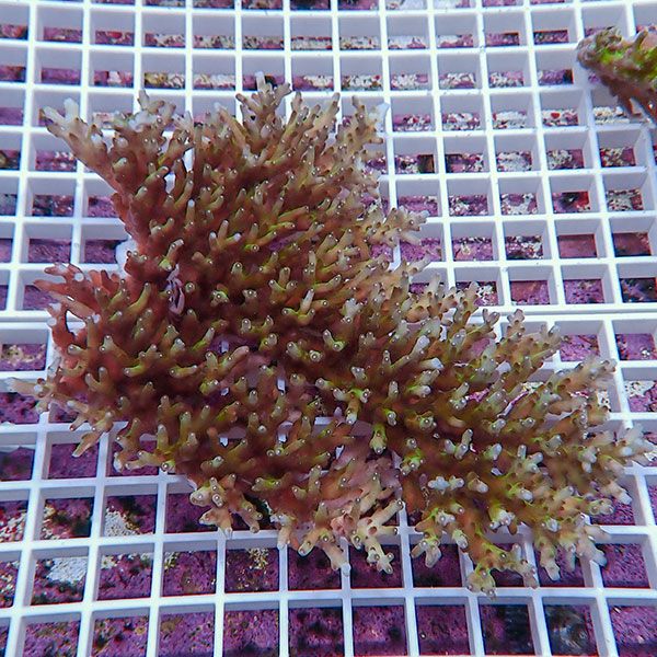 【サンゴ現物140】ミドリイシ !15時までのご注文で当日発送 【ミドリイシ】(t214