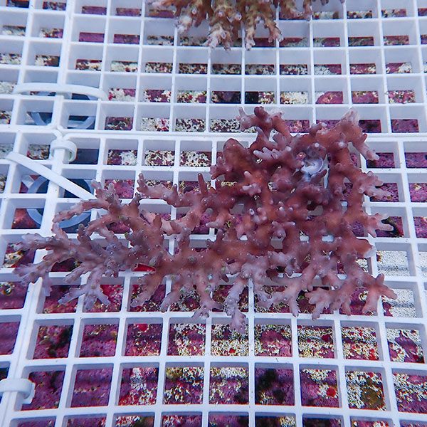 【サンゴ現物141】ミドリイシ !15時までのご注文で当日発送 【ミドリイシ】(t214