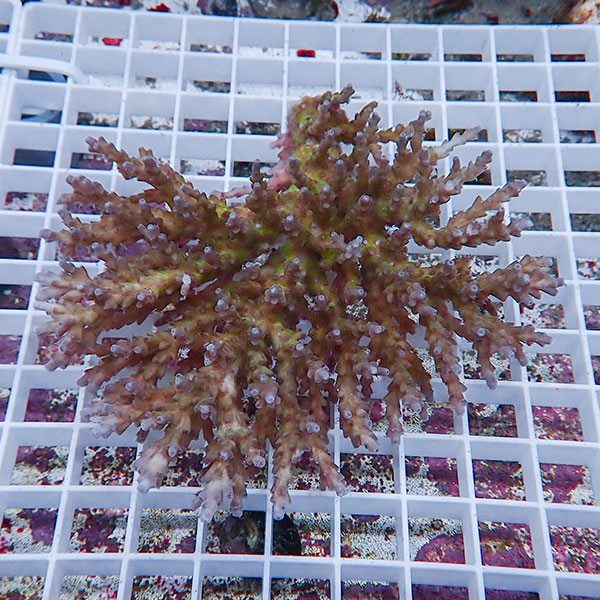 【サンゴ現物142】ミドリイシ !15時までのご注文で当日発送 【ミドリイシ】(t214