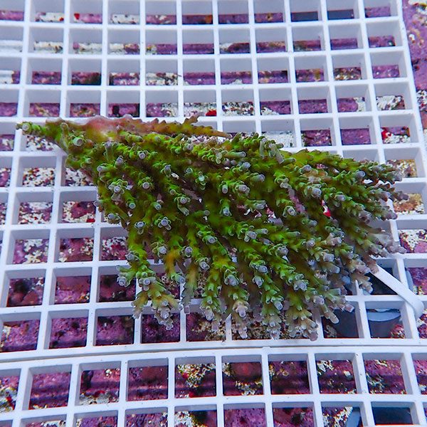 【サンゴ現物143】ミドリイシ !15時までのご注文で当日発送 【ミドリイシ】(t214